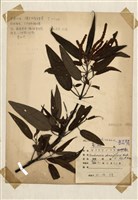 藏品(密花苧麻)的圖片